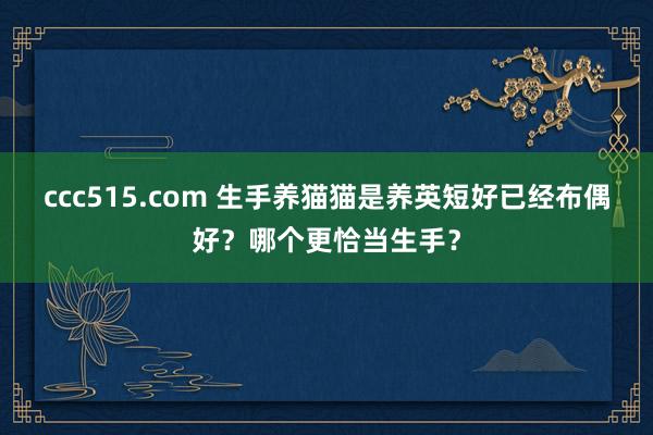 ccc515.com 生手养猫猫是养英短好已经布偶好？哪个更恰当生手？